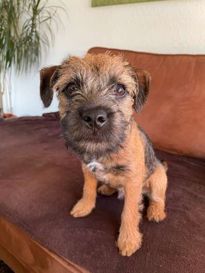 Welpen Bilder !-Beitrag-Bild