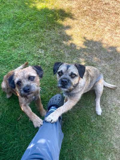 Border Terrier-Beitrag-Bild