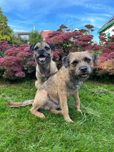 Border Terrier-Beitrag-Bild