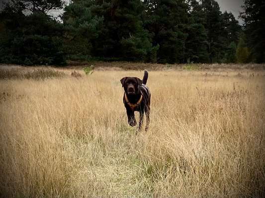 Die Dogorama Kalender Challenge Titelbild-Beitrag-Bild