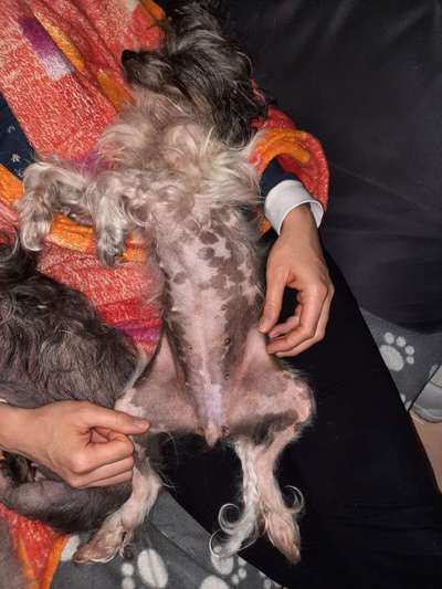 Zeigt mir die lustigsten Schlafpositionen eurer Fellnasen-Beitrag-Bild