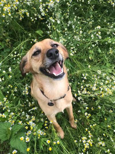 Die Dogorama Monats Challenge "Es grünt und blüht"-Beitrag-Bild