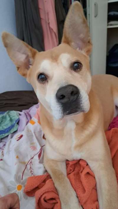 Mischlinge raten - Rätselspaß-Beitrag-Bild