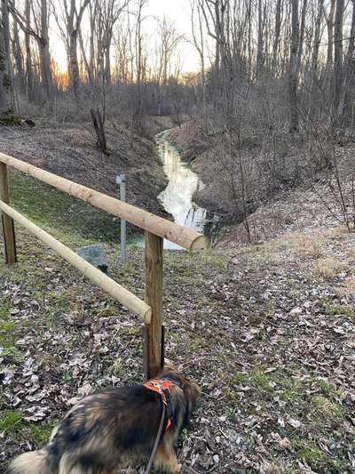 Hundeauslaufgebiet-Schützenverein an der Donau in Leipheim-Bild