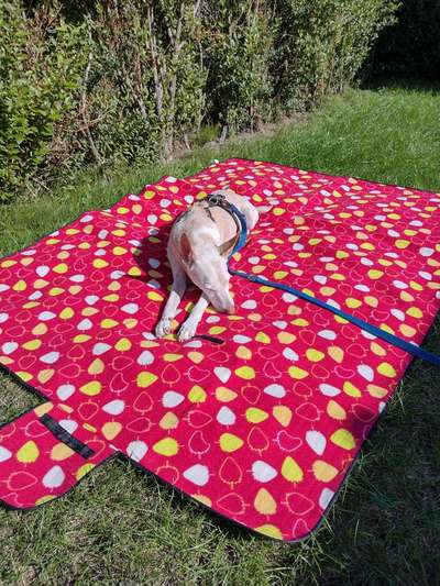 Dogorama Photo Challenge - Gassipause-Beitrag-Bild