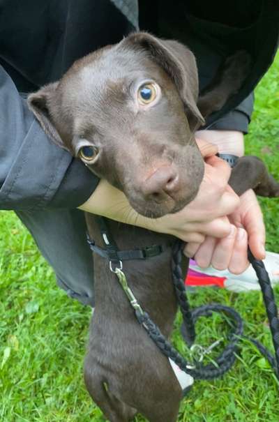 Mischlingshunde Foto Aufruf-Beitrag-Bild