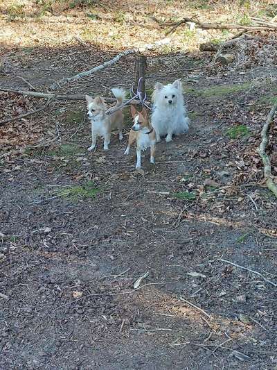 4. Kurzgeschichten Challenge Thema: Hundefreundschaften-Beitrag-Bild