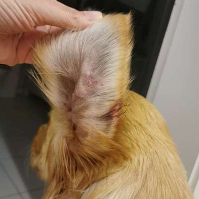 Giftköder-Jagd Golden Retriever ohne Leine beißt-Bild