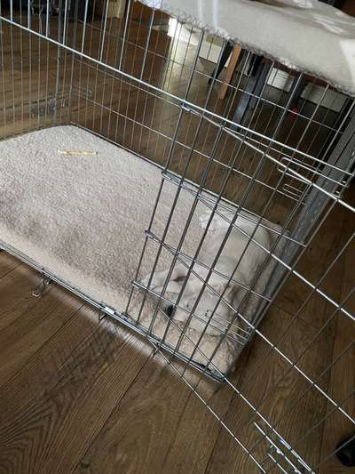 Hund in der Box?-Beitrag-Bild