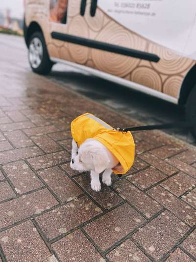 Dogorama-Monats-Challenge-Mai "Wasser"-Beitrag-Bild