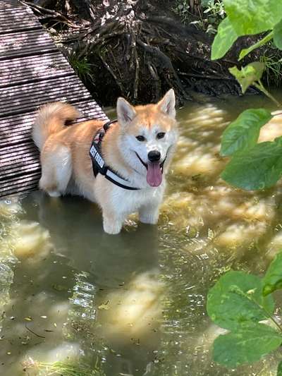 Seltene Rassen!-Beitrag-Bild