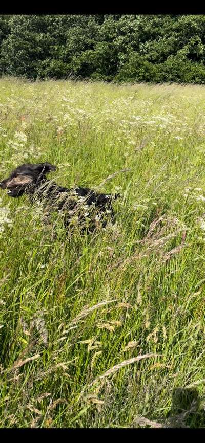 5. Hund im hohen Gras-Beitrag-Bild