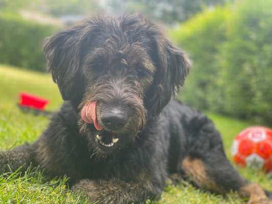 Tongue Out Tuesday-Beitrag-Bild