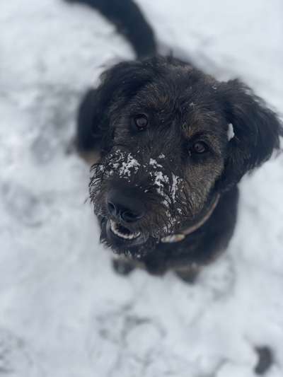 Labradorfans-Beitrag-Bild