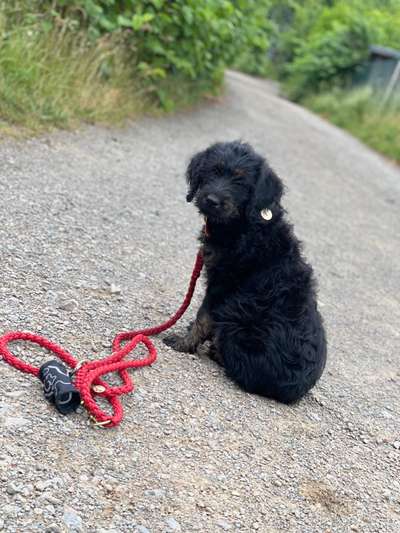 Welpen Bilder !-Beitrag-Bild