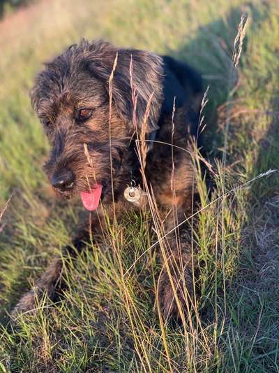 Zeigt her eure Pudel und Pudelmischlinge (:-Beitrag-Bild