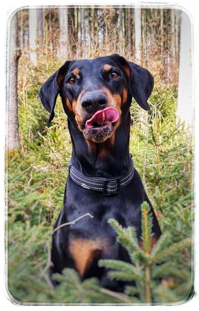 Tongue Out Tuesday-Beitrag-Bild