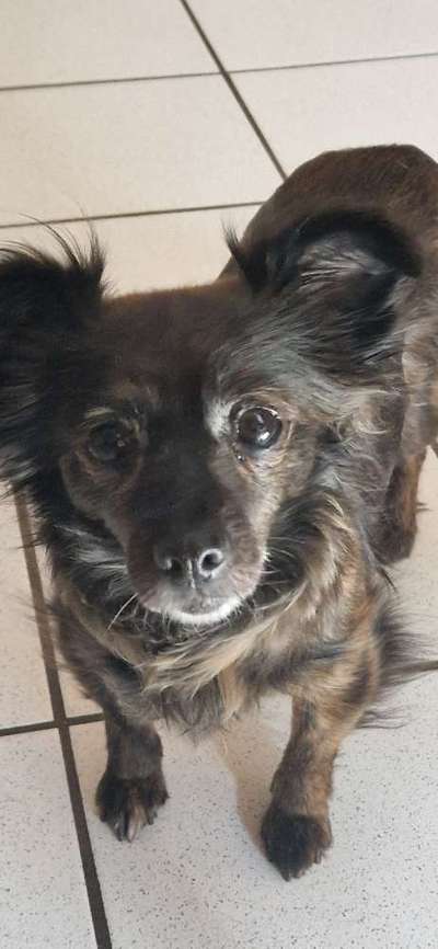 TierschutzhundeStammtisch🐕-Beitrag-Bild