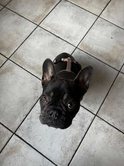 Französische Bulldoggen-Beitrag-Bild