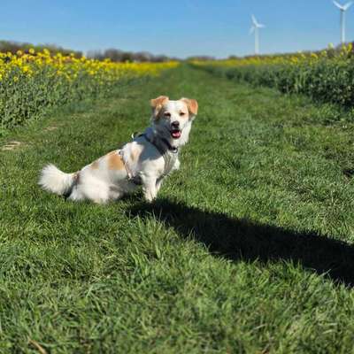 Hundetreffen-Social Walk und Training-Bild