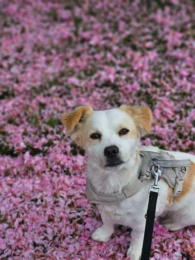 Hundetreffen-Spiel- Und Gassipartner gesucht-Bild