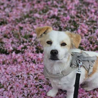 Hundetreffen-Socialwalk/Training-Bild