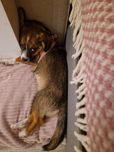 Hundetreffen-Spazieren mit Tilda-Bild