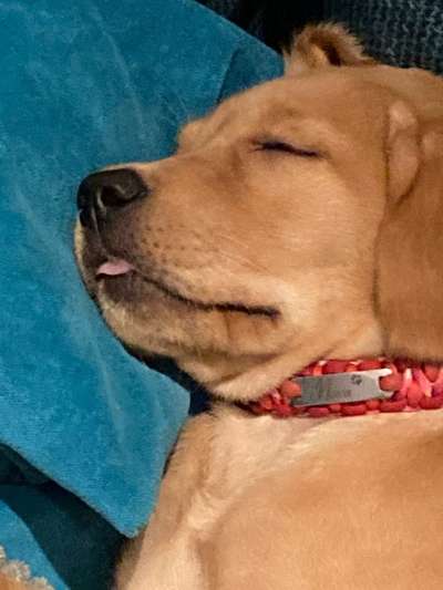 Fotochallenge Nr. 59 - Mein Hund zeigt die Zunge-Beitrag-Bild