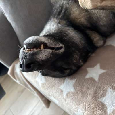 Hundetreffen-Gemeinsames Training-Bild