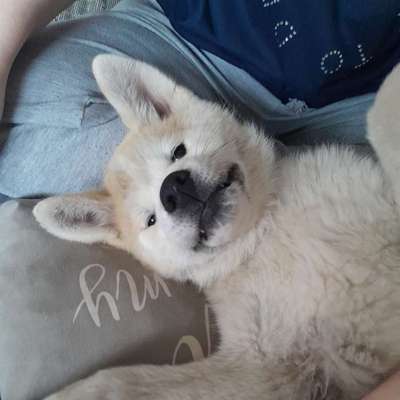 aktuelles Foto Gruppe Akita Inu / American Akita