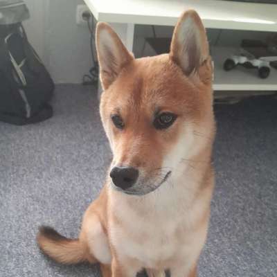 Corinna's Profilbild