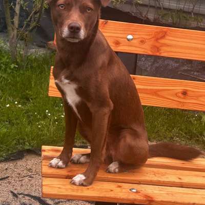 Hundetreffen-Social Walks gesucht-Bild