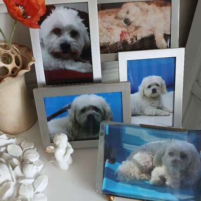 Andenken nach dem Verlust des Seelenhundes-Beitrag-Bild