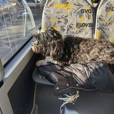 Hund an das Bahnfahren gewöhnen – eure Erfahrungen?-Beitrag-Bild