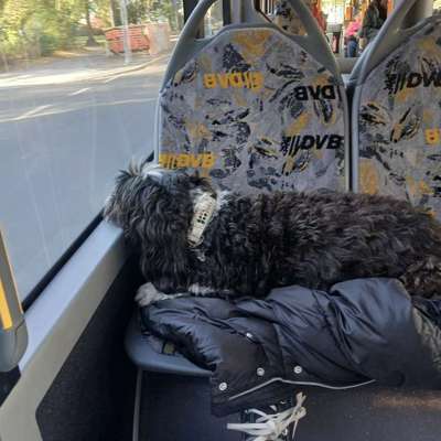 Hund an das Bahnfahren gewöhnen – eure Erfahrungen?-Beitrag-Bild