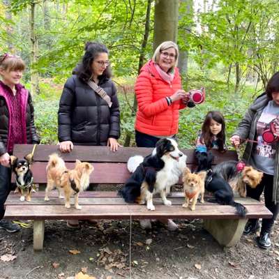 Hundetreffen-Kleinhunde WaldpipikackaRunde, jeden Sonntag 14:00, Do-Wichlinghofen-Bild