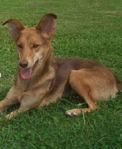 Podencomischling oder Podenco-Beitrag-Bild