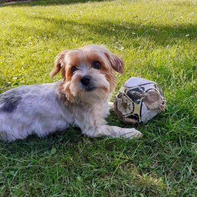 Hundetreffen-Ooo-Bild