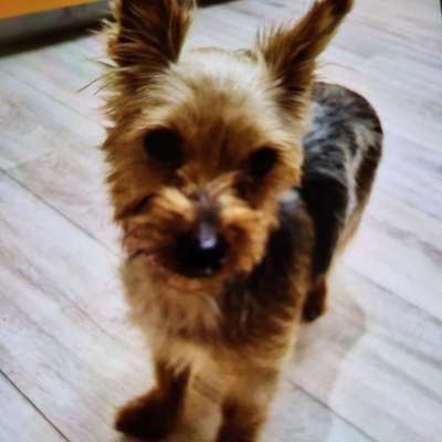 Hundetreffen-Gassirunde cham und Umgebung bis 50 km-Bild