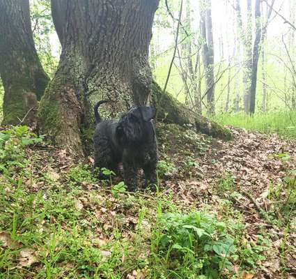 Zwergschnauzer gesucht-Beitrag-Bild