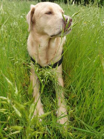 Labradorfans-Beitrag-Bild