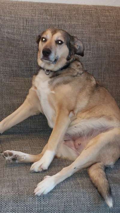 Auslandstierschutz-Beitrag-Bild