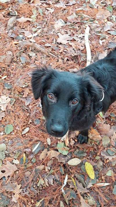 Auslandstierschutz-Beitrag-Bild