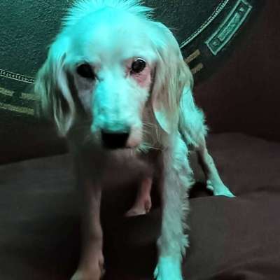 Auslandstierschutz-Beitrag-Bild