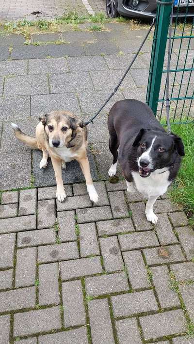 Auslandstierschutz-Beitrag-Bild