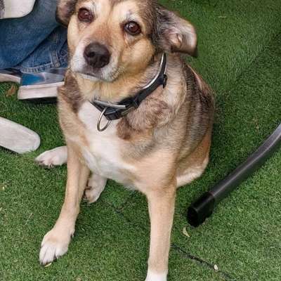 Auslandstierschutz-Beitrag-Bild