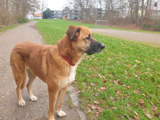 Labradorfans-Beitrag-Bild