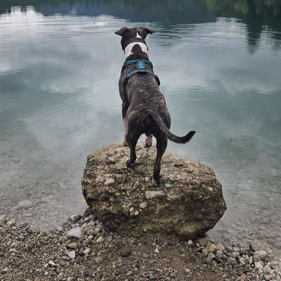 Hundetreffen-Spiel und Spass o. Eine kleine  Waldrunde-Bild