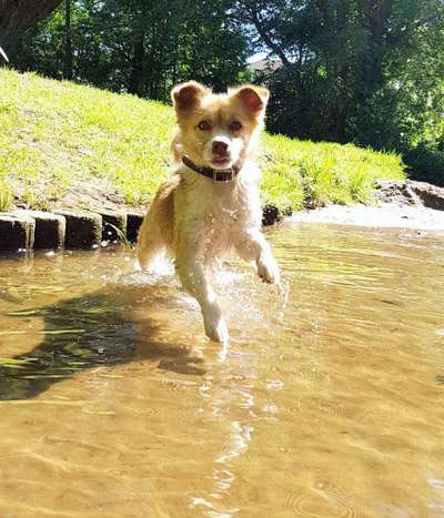 Die Dogorama Kalender Challenge 4/4-Beitrag-Bild