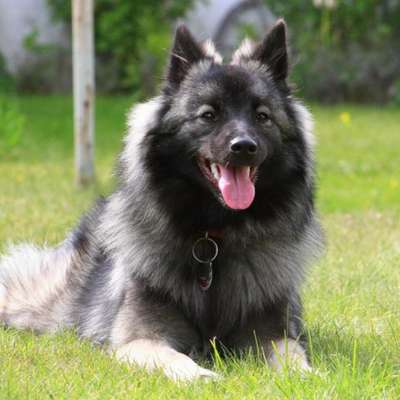 Hundetreffen-Wolfsspitz-Profilbild